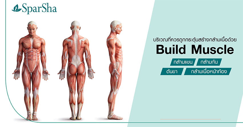 Build Muscle สร้างกล้ามเนื้อหน้าท้อง